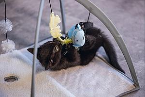 Ansamblu pentru pisici Beeztees Xabia (619954)