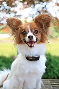 Zgarda pentru caini PetSafe VIBRATION BARK CONTROL UK CA