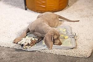 Jucarie pentru caine Beeztees Puppy Doeka Snuffelmat