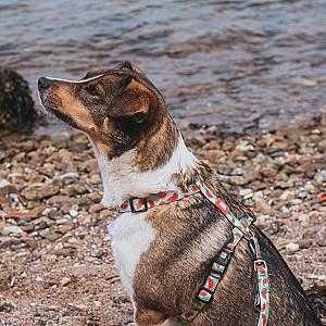 Ham pentru caini Max & Molly Watermelon M