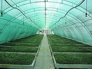 Plasa de umbrire VM 40% 30gr H:3m/100 Green