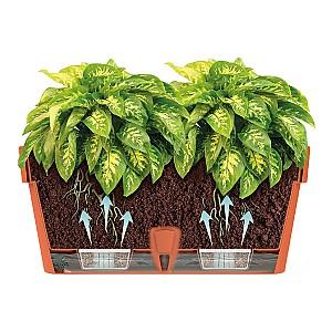  Santino Latina Window Box