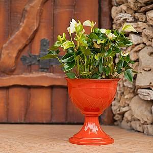  Santino LILIA pe picior 14l