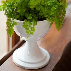  Santino LILIA pe picior 14l