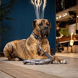 Zgarda pentru caini Max & Molly Matrix 2.0 Stone M (302083)