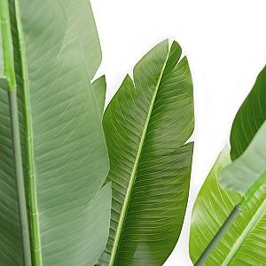 Flori artificiale DP Arborele Strelitzia 250 cm