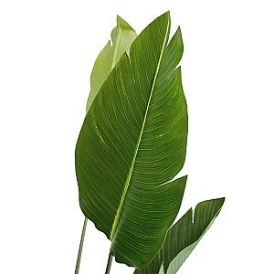 Flori artificiale DP Arborele Strelitzia 170 cm