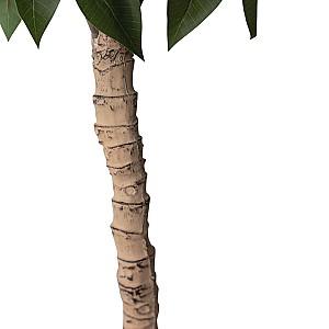 Flori artificiale DP Arbore de Ficus 200