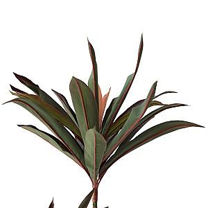 Flori artificiale DP Arbore Dracaena Red 220