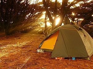 Cort Pinguin Serac Green