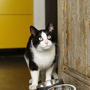 Bol pentru pisici DBL My Fav Cat White