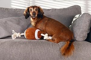 Jucarie pentru caine Beeztees Rugby Ball with Rope (626966)