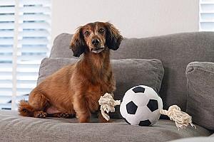 Jucarie pentru caine Beeztees Football with Rope (626960)