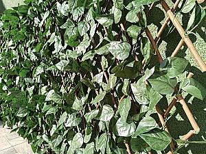 Plasa decorativa gard Greentech Willow-Laurel