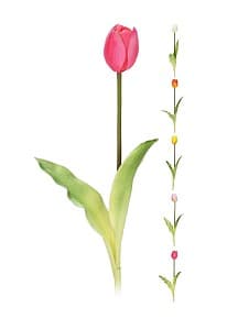 Искусственные цветы NVT Тюльпан 40cm