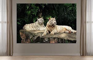 Poster Art.Desig O pereche de tigri albi