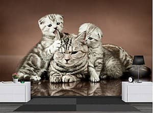 3D Фотообои Art.Desig Кошка и котята