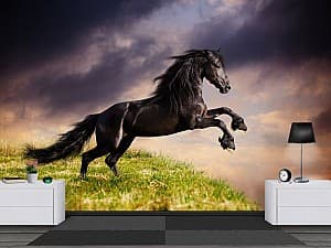 3D Фотообои Art.Desig Черная Лошадь