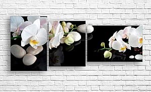 Модульная картина Art.Desig Белая орхидея на черном фоне