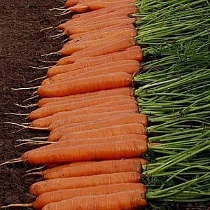 Семена моркови Rijk Zwaan Монанта