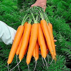 Семена моркови Rijk Zwaan Джерада F1