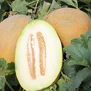 Seminte de pepene galben Syngenta Flander F1