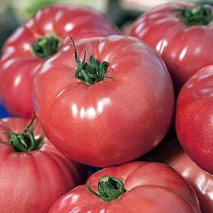 Семена помидоров Vilmorin ВП-1 F1