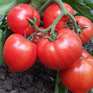 Семена помидор Syngenta Пиконет F1