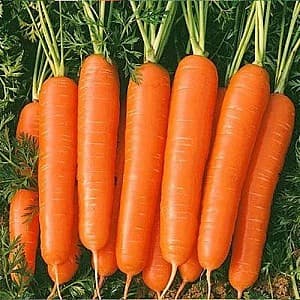 Семена моркови Vilmorin Болеро F1