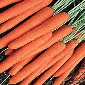 Семена моркови Vilmorin Октаво F1