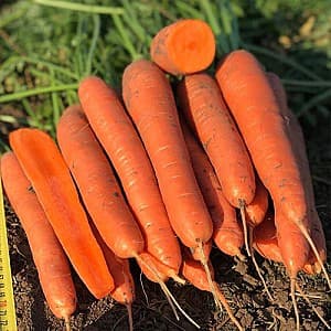 Семена моркови Vilmorin Олимпо F1