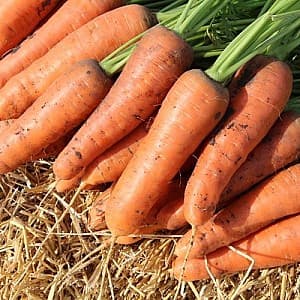 Семена моркови Clause Боливар F1