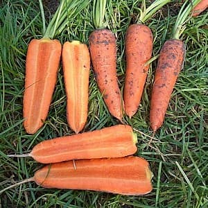 Семена моркови Clause Мирафлорес F1