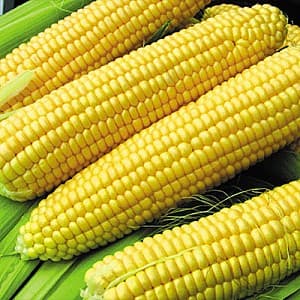 Семена кукурузы Clause Турбин F1