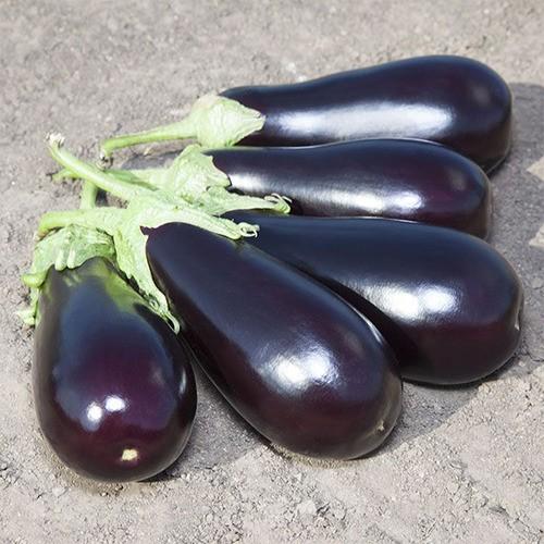 Seminte de vinete Kitano Seeds Prado F1