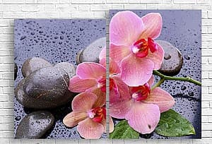 Модульная картина Art.Desig Орхидея на темном фоне и капли росы