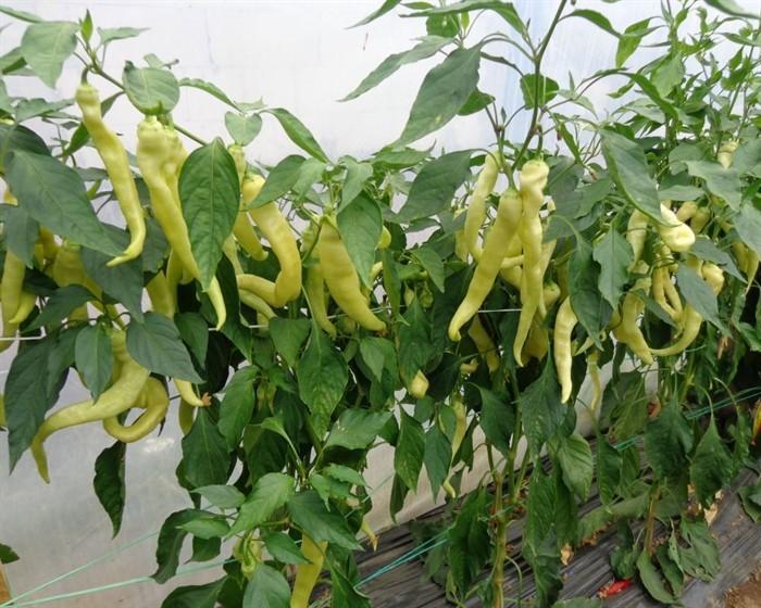 Seminte de ardei Rijk Zwaan Yanka F1