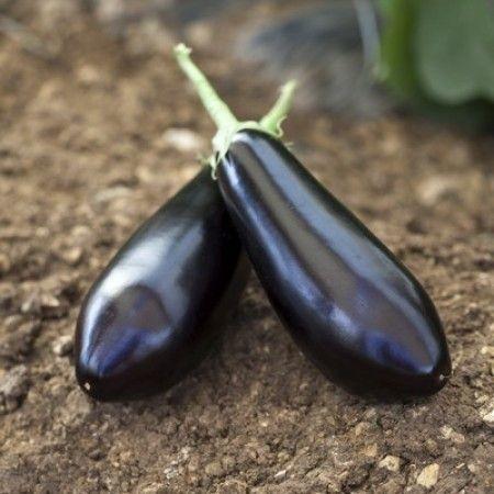 Seminte de vinete Rijk Zwaan Sharapova F1