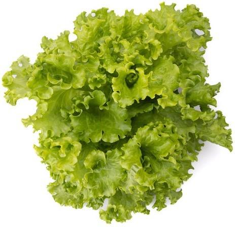 Seminte de salata Rijk Zwaan Aficion RZ