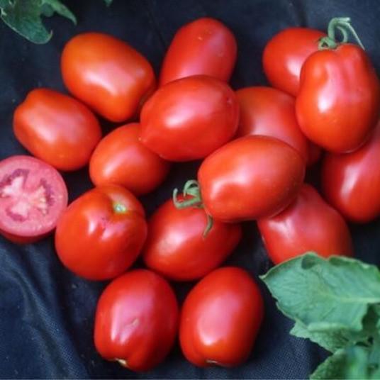 Seminte de rosii Clause Olivenza F1