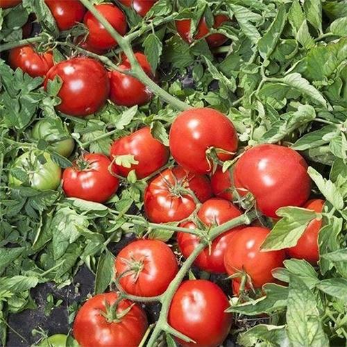 Seminte de rosii Kitano Seeds Anita F1