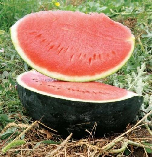 Seminte de pepene verde Rijk Zwaan Baronesa F1