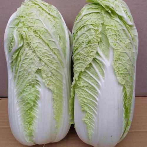 Seminte de varza chinezeasca Kitano Seeds Tensai F1