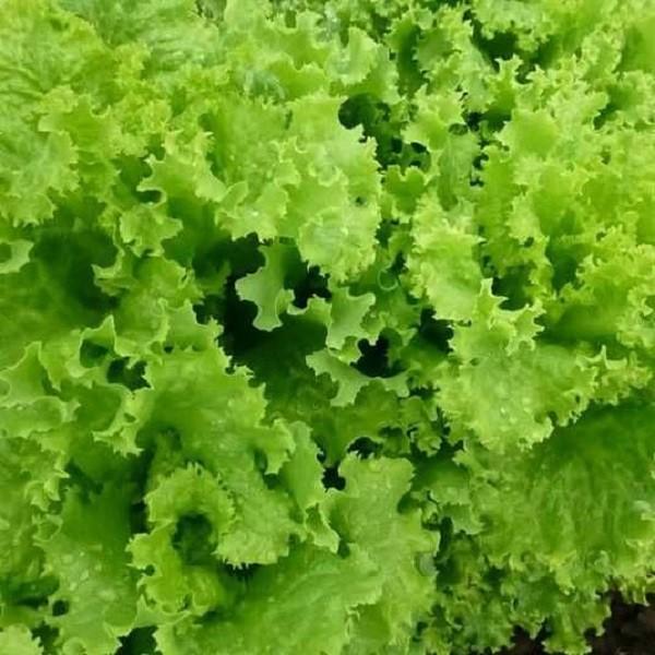 Seminte de salata Kitano Seeds KS 190