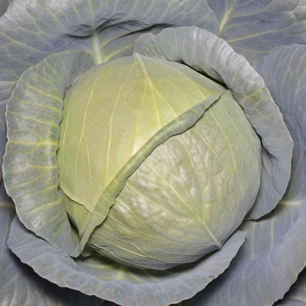 Seminte de varza alba Kitano Seeds KS 15 F1 Komati F1