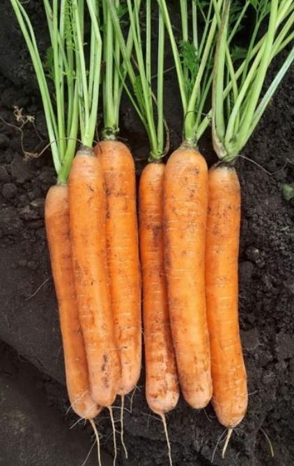 Seminte de morcov Clause Polydor F1