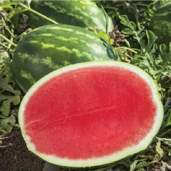 Seminte de pepene verde Clause Felippe F1