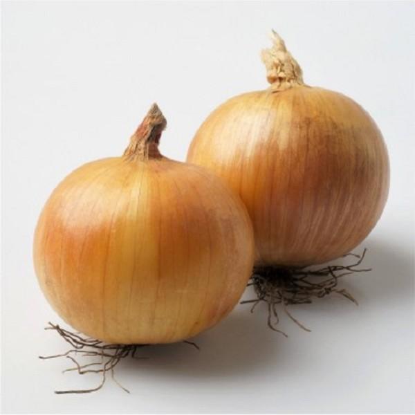 Seminte de ceapa Clause Aurora F1